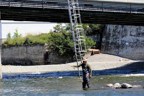 Pêcheur sur la Matane… et sa mouche.