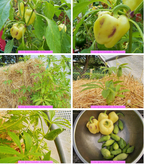 Poêlée estivale sur écrasée de pommes de terre (Vegan) Poêlée estivale sur écrasée de pommes de terre (Vegan)