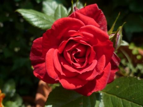 jardin,jardinage,fleurs,plantes,roses,bouquets