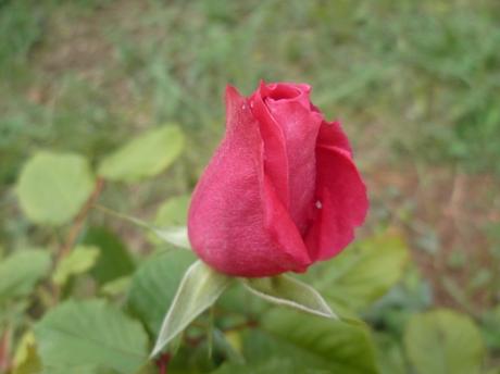 jardin,jardinage,fleurs,plantes,roses,bouquets