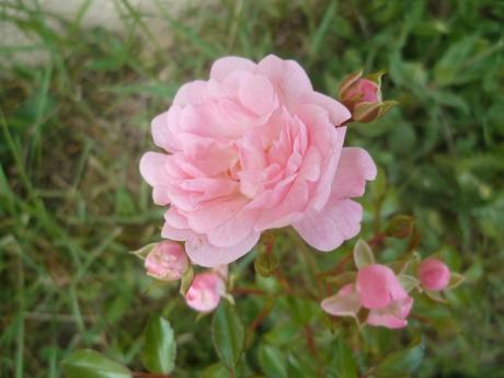 jardin,jardinage,fleurs,plantes,roses,bouquets