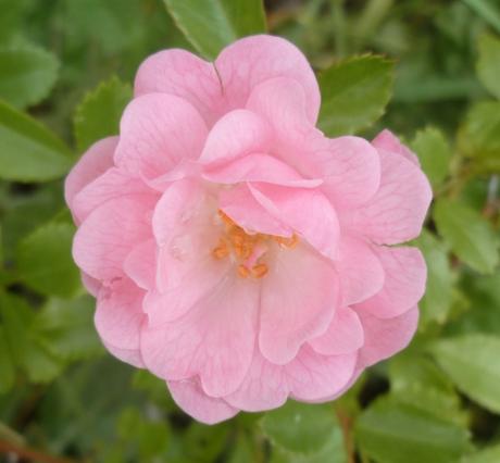 jardin,jardinage,fleurs,plantes,roses,bouquets