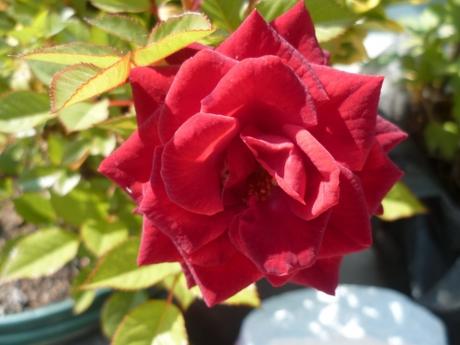 jardin,jardinage,fleurs,plantes,roses,bouquets