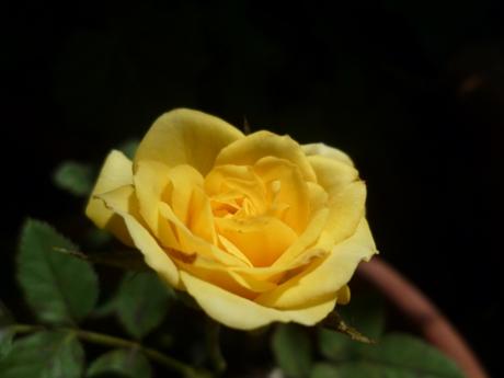 jardin,jardinage,fleurs,plantes,roses,bouquets