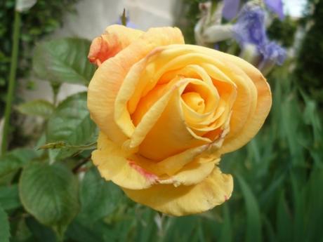 jardin,jardinage,fleurs,plantes,roses,bouquets