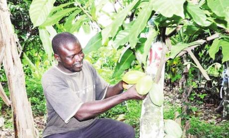 Production : Le Cameroun vise 640.000 tonnes de cacao à l’horizon 2030