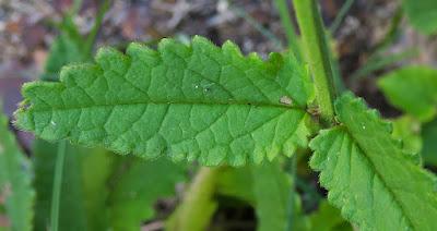 Bétoine officinale (Betonica officinalis)