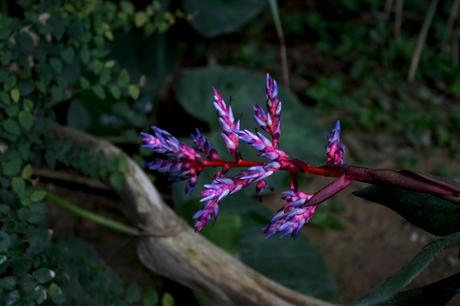 Une escapade à Angers et Saumur… Une escapade à Angers et Saumur…