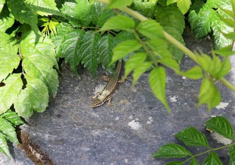 Une escapade à Angers et Saumur… Une escapade à Angers et Saumur…