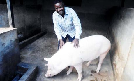 Cameroun : Les restrictions de commercialisation de porcs levées  dans la Région de l’Ouest