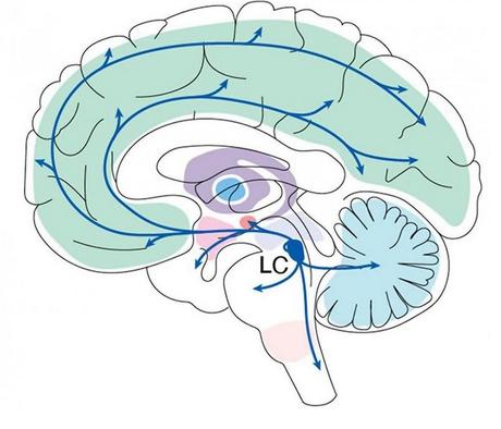 Le LC n'a pas seulement un rôle d'alarme, tel que déjà documenté, mais a un impact plus nuancé et multiforme sur l'apprentissage, le comportement et la santé mentale (Visuel Sur Lab/ MIT Picower Institute). 