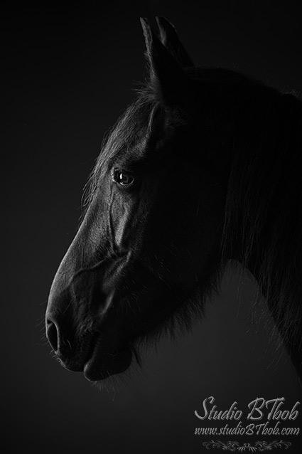 Photographe de cheval noir et blanc