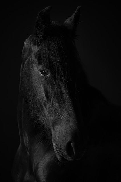 Photographe de cheval dans la Loire