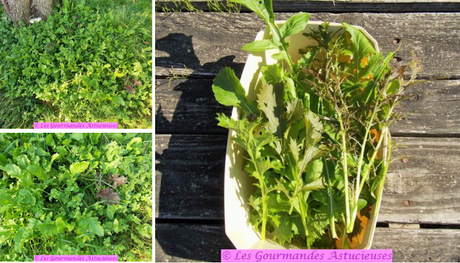 A la découverte de l'épinard Lagos à travers une assiette complète (Vegan)