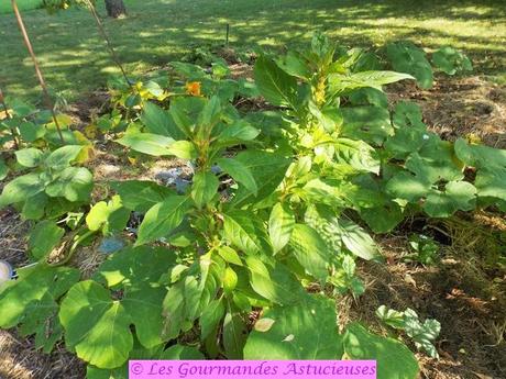 A la découverte de l'épinard Lagos à travers une assiette complète (Vegan)