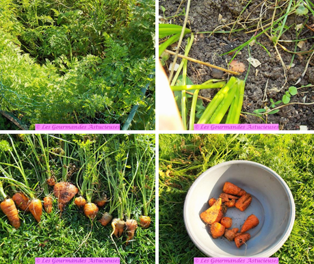 A la découverte de l'épinard Lagos à travers une assiette complète (Vegan)