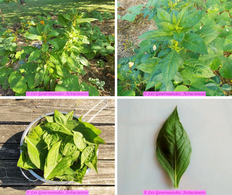 A la découverte de l'épinard Lagos à travers une assiette complète (Vegan)