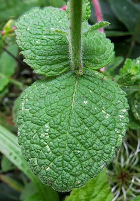 Menthe à feuilles rondes (Mentha suaveolens)