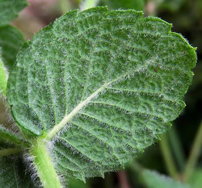 Menthe à feuilles rondes (Mentha suaveolens)