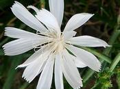 Chicorée sauvage albiflore (Cichorium intybus albiflora)