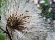 Cirse champs (Cirsium arvense)