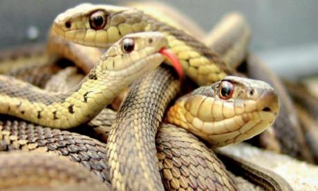 Cameroun – Dr Désiré Tchoffo : « 6361 victimes de morsure de serpent en 2021 au Cameroun »