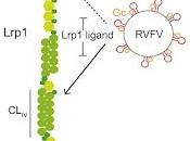 #Cell #Lrp1 #virusdelavalléedurift Lrp1 facteur d'entrée l'hôte pour virus fièvre vallée Rift