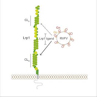 #Cell #Lrp1 #virusdelavalléedurift Lrp1 est un facteur d'entrée de l'hôte pour le virus de la fièvre de la vallée du Rift