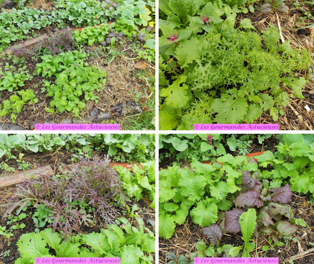 Chou et tofu à la tomate (Vegan)