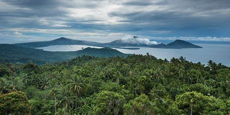 Critique Poumon vert et tapis rouge : fascinante jungle cinématographique