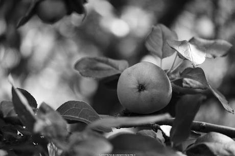 Pommes… #NoirEtBlanc ⚫️&⚪️