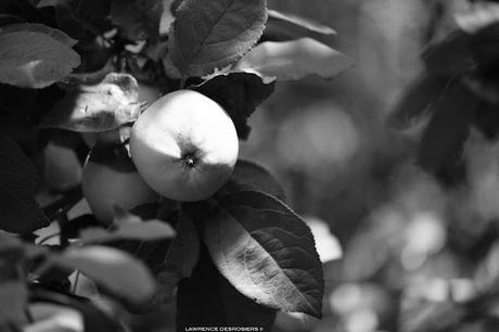 Pommes… #NoirEtBlanc ⚫️&⚪️