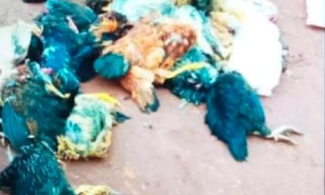 Cameroun – Renouvellement des organes de base du RDPC: Des poulets sacrifiés devant la maison du parti à Bangangté