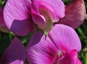 Gesse larges feuilles (Lathyrus latifolius)