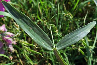 Gesse à larges feuilles (Lathyrus latifolius)