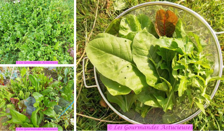 Galettes végétales aux betteraves et aux pois chiches (Vegan)