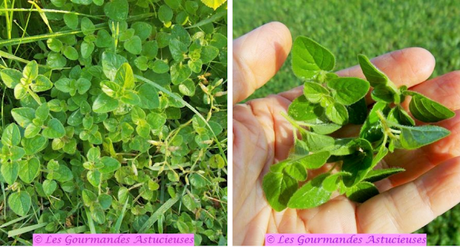 Galettes végétales aux betteraves et aux pois chiches (Vegan)