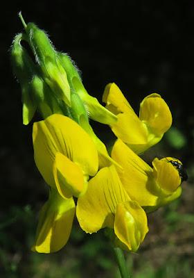 Gesse des prés (Lathyrus pratensis subsp. pratensis)