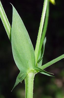 Gesse des prés (Lathyrus pratensis subsp. pratensis)
