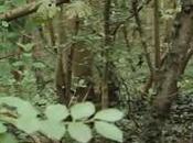 plantes sauvages cueillir durant l'automne