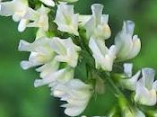 Mélilot blanc (Trigonella alba)