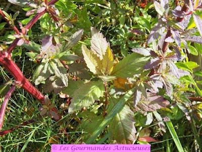 Sauce crémeuse aux pois cassés pour spaghettis (Vegan) Sauce crémeuse aux pois cassés pour spaghettis (Vegan)