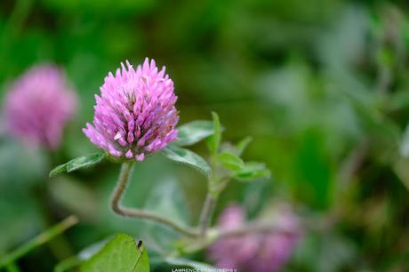 Fleurs de trèfle en fin septembre…