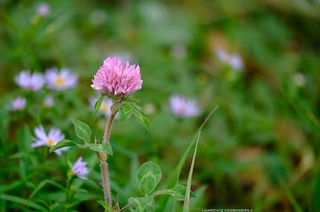 Fleurs de trèfle en fin septembre…