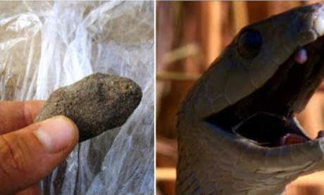 Cameroun – aspirateur de venins : Les scientifiques n’approuvent pas la Pierre noire