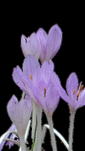 Le rendez-vous du colchique