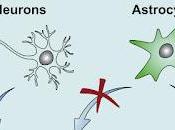 #Cell #astrocytes #neurones Revisiter conversion astrocytes neurones avec traçage lignée vivo