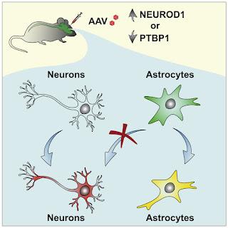 #Cell #astrocytes #neurones Revisiter la conversion des astrocytes en neurones avec le traçage de la lignée in vivo