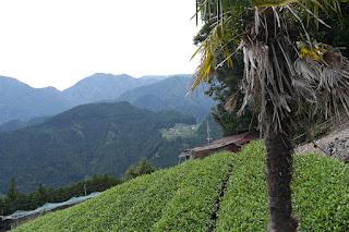 Les thés de Umegashima