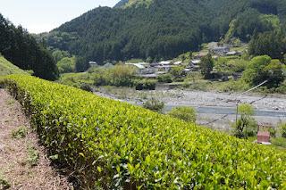 Les thés de Umegashima